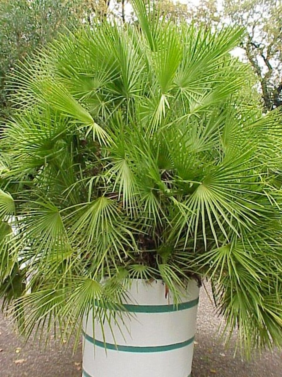 How to Grow a European Fan Palm Indoors or Outdoors Dengarden