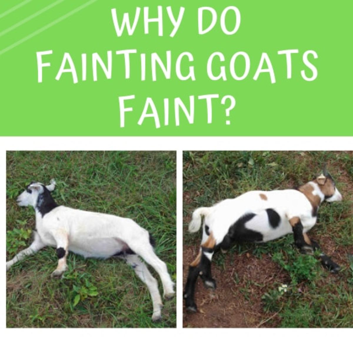 Fainting Goats Why Do They Faint? Owlcation