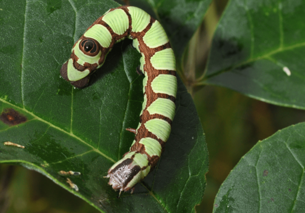 Florida Caterpillars (Including Hairy and Fuzzy) with.