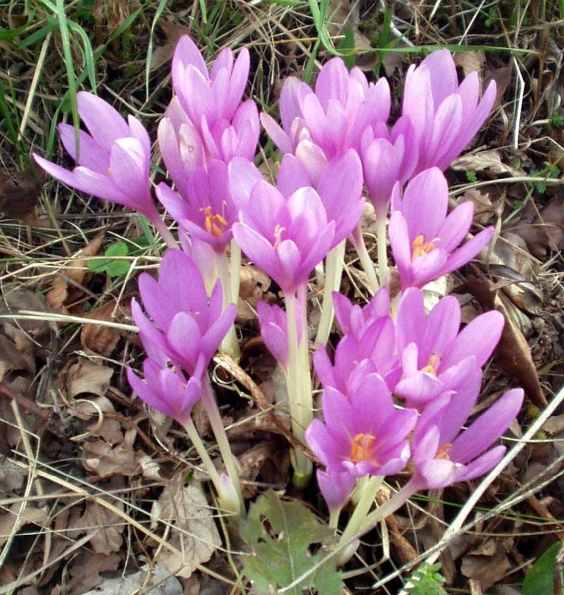 How to Grow Autumn Crocus (Meadow Saffron) for Fall Color Dengarden