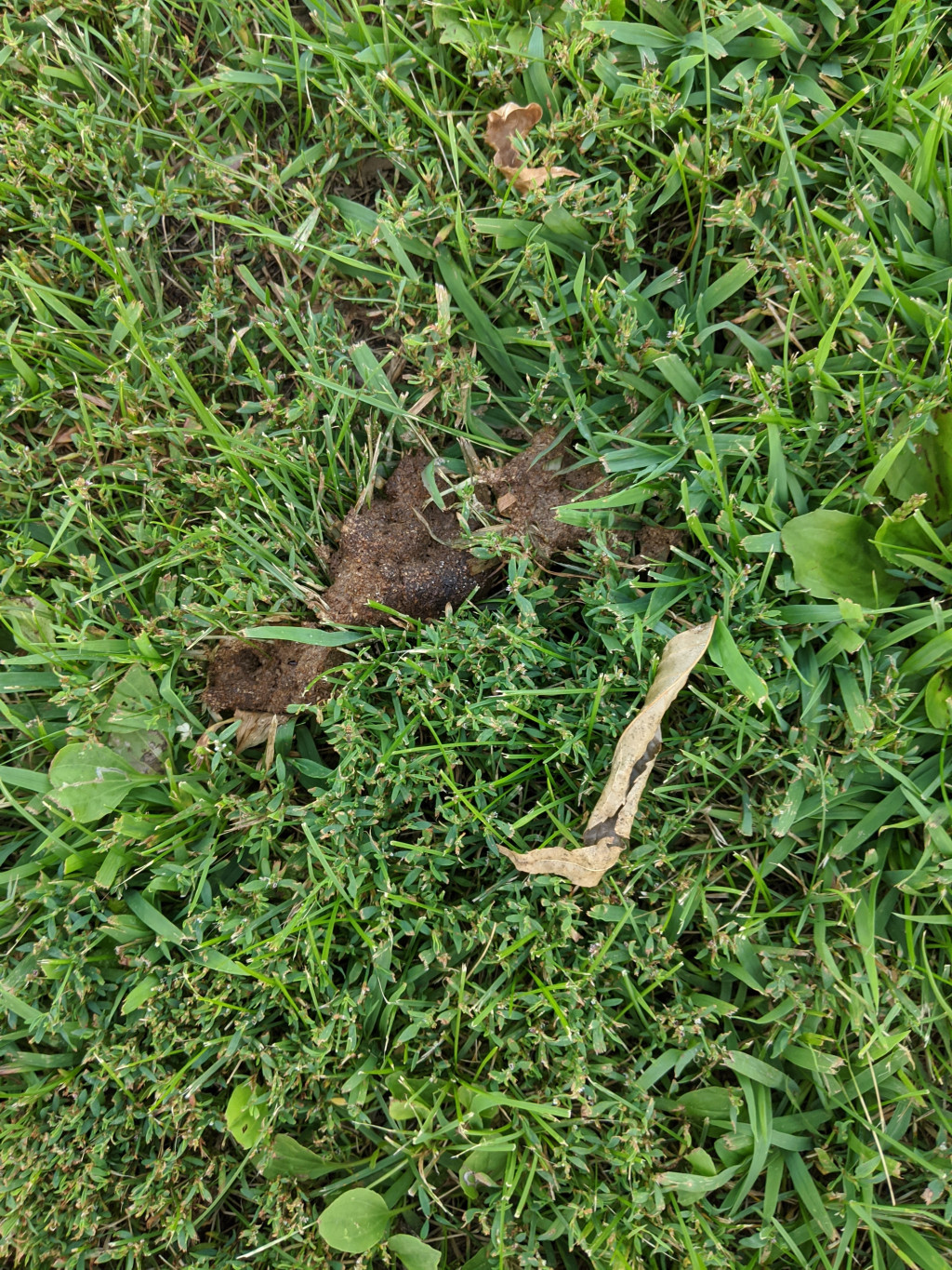 Dog Crap and How to Deal With It HubPages