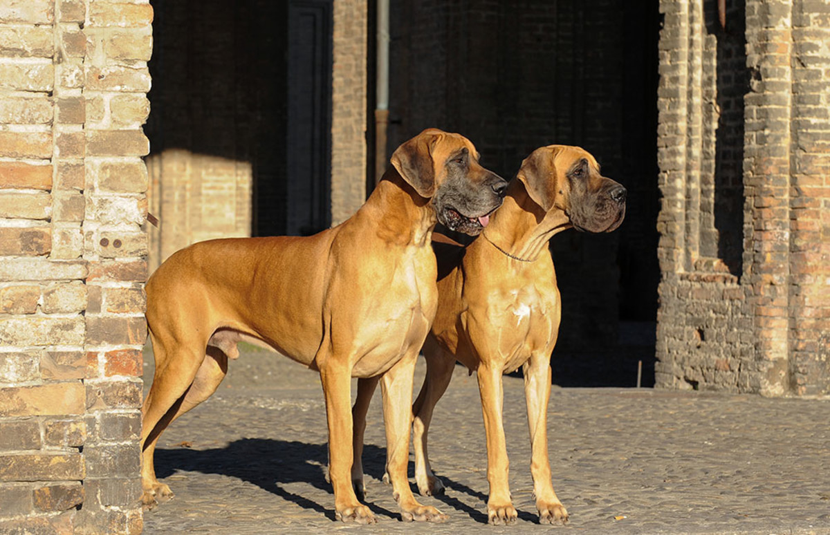Top 10 Most Popular Dog Breeds In India HubPages