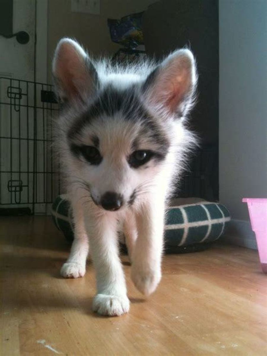 12 Pictures of Canadian Marble Foxes HubPages