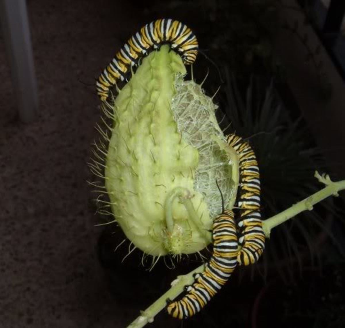 Swan Plant is a food plant for Monarch caterpillars HubPages