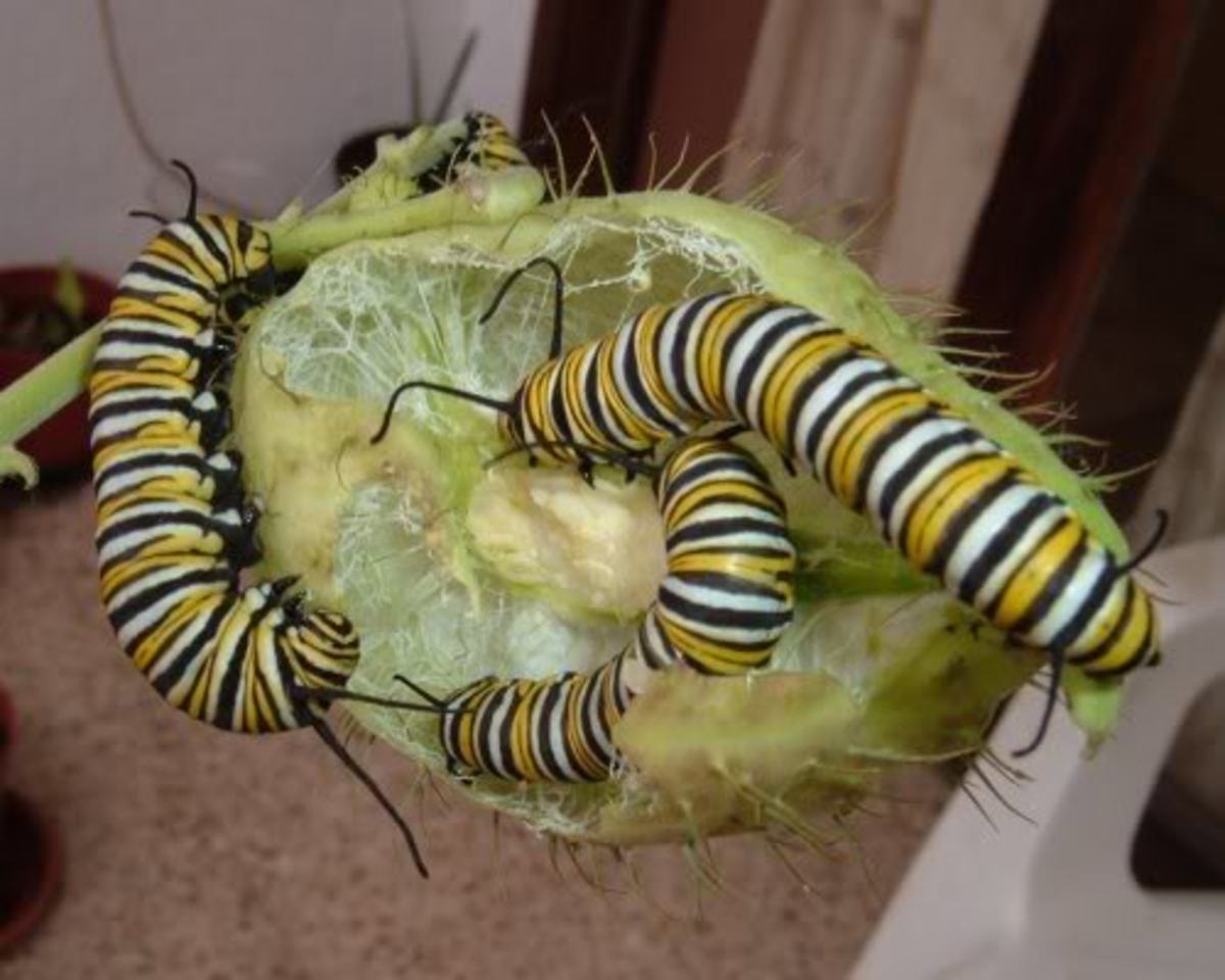 Swan Plant is a food plant for Monarch caterpillars HubPages