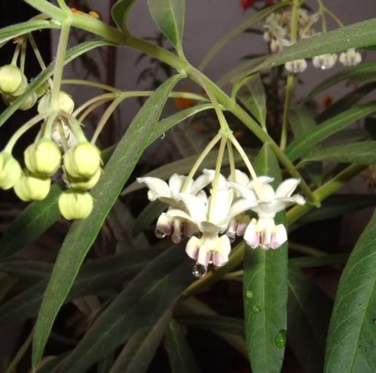 Swan Plant is a food plant for Monarch caterpillars HubPages