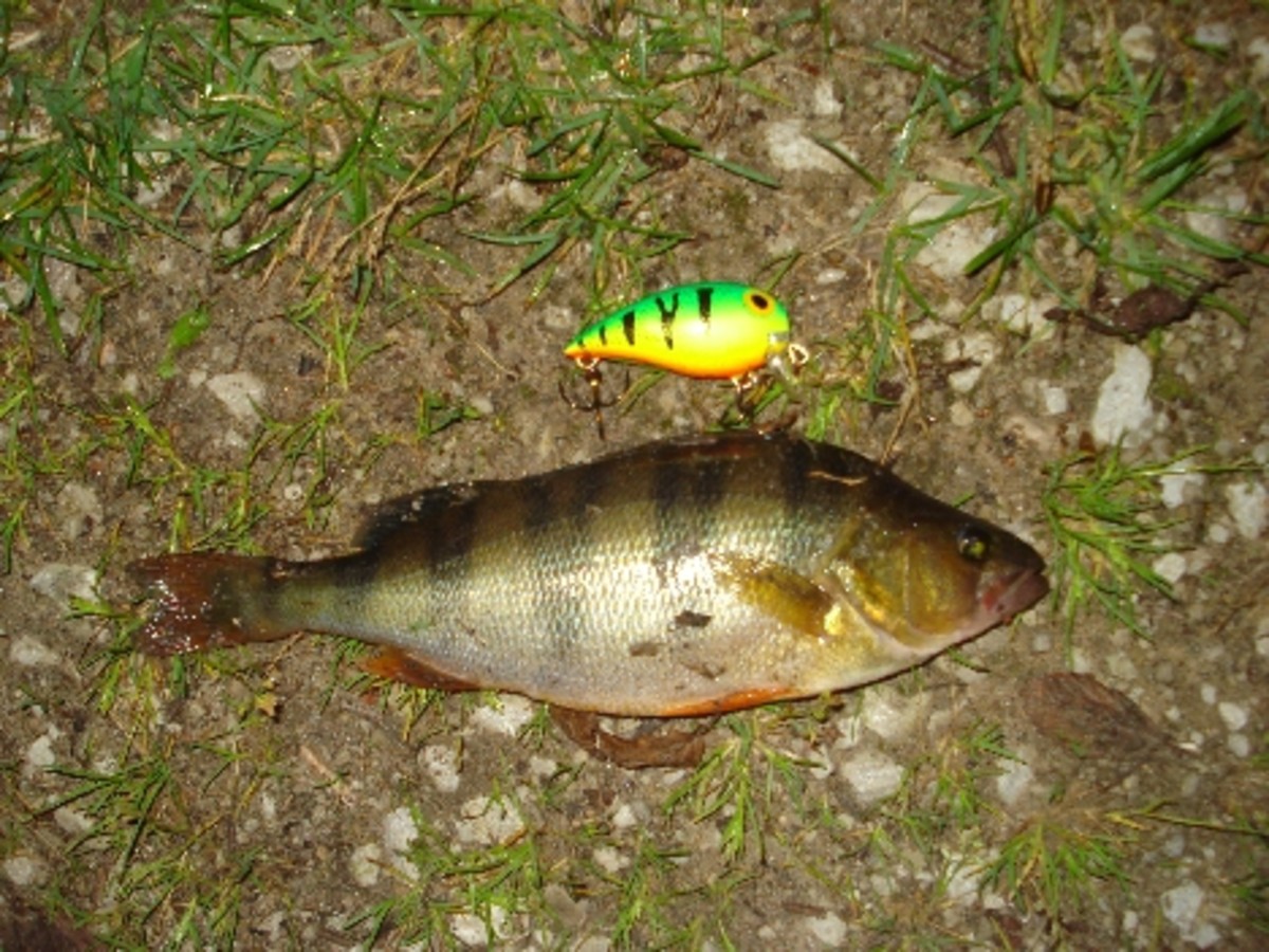 Best perch lures