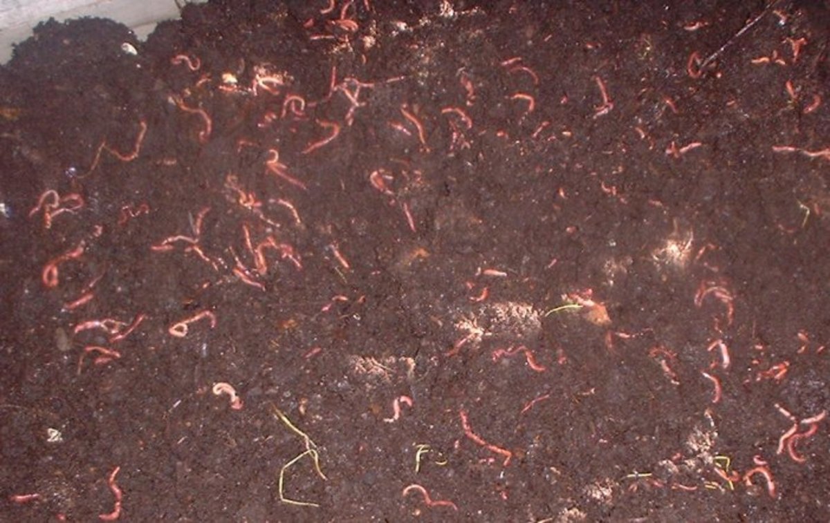 Life Cycle of Red Wiggler Worms or Eisenia Foetida and stages Dengarden