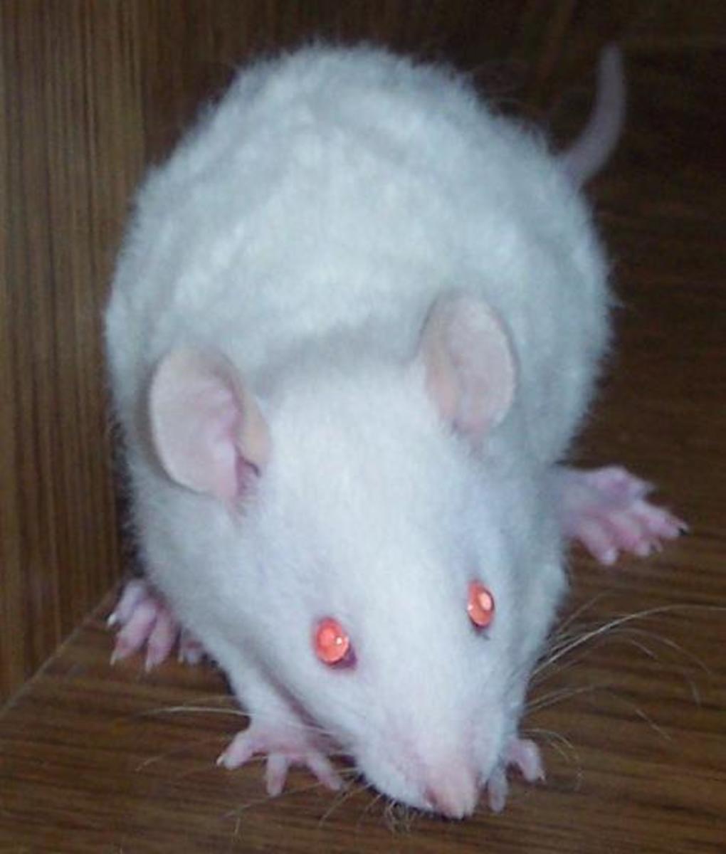 Anomalies in Rats PetHelpful