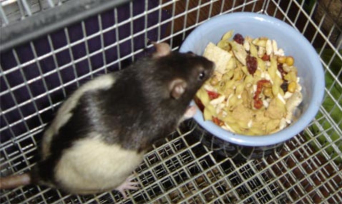 A List of Safe and Dangerous Foods for Your Pet Rat PetHelpful