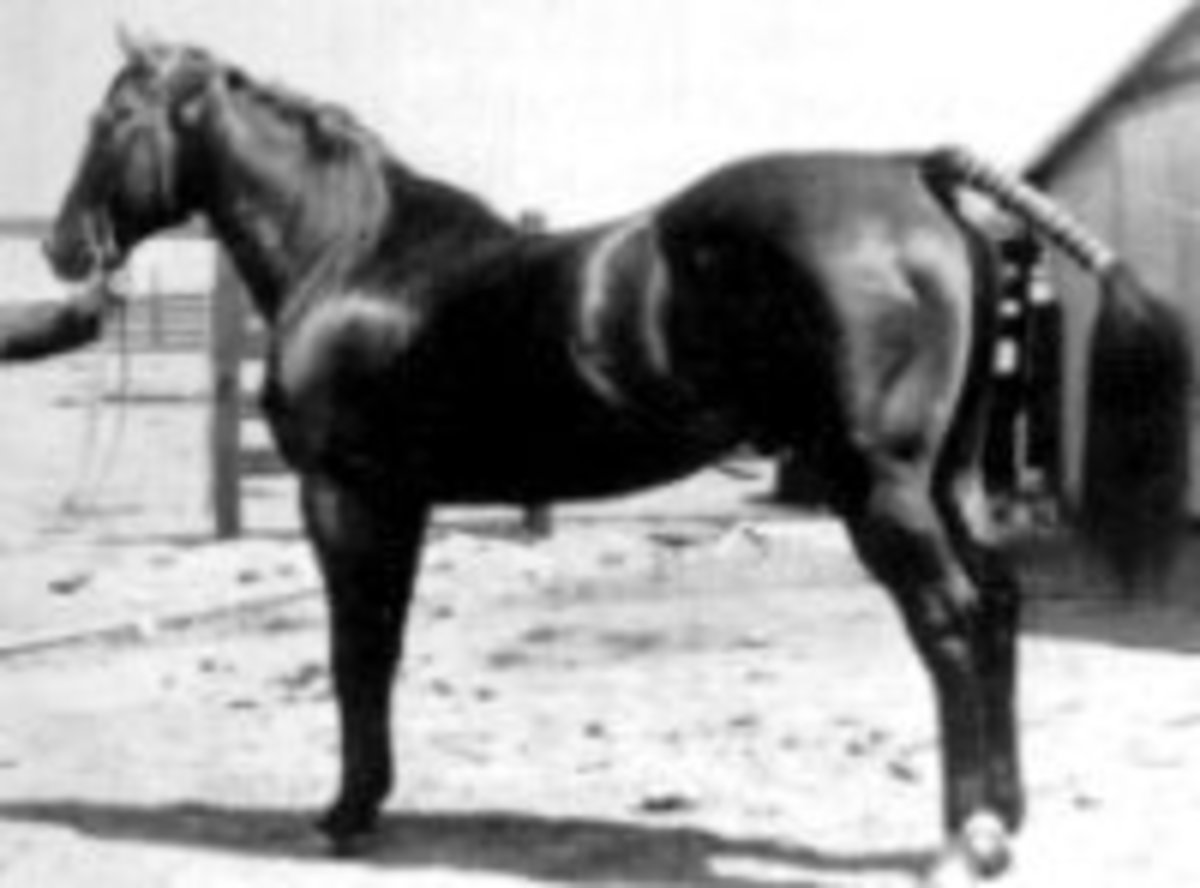 The Joy of the Foundation Quarter Horse