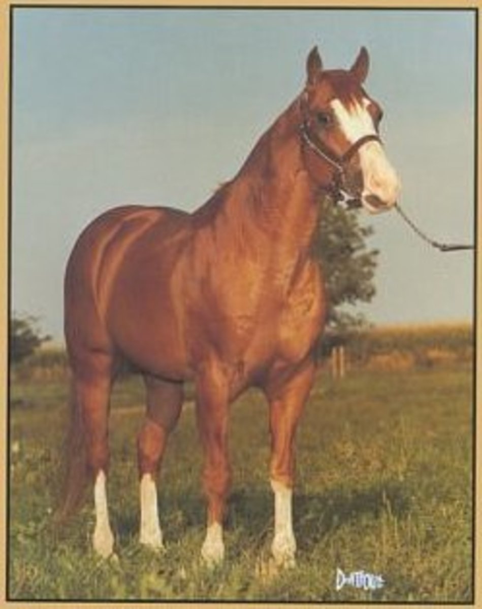 Foundation Quarter Horse at Jacki Vasquez blog