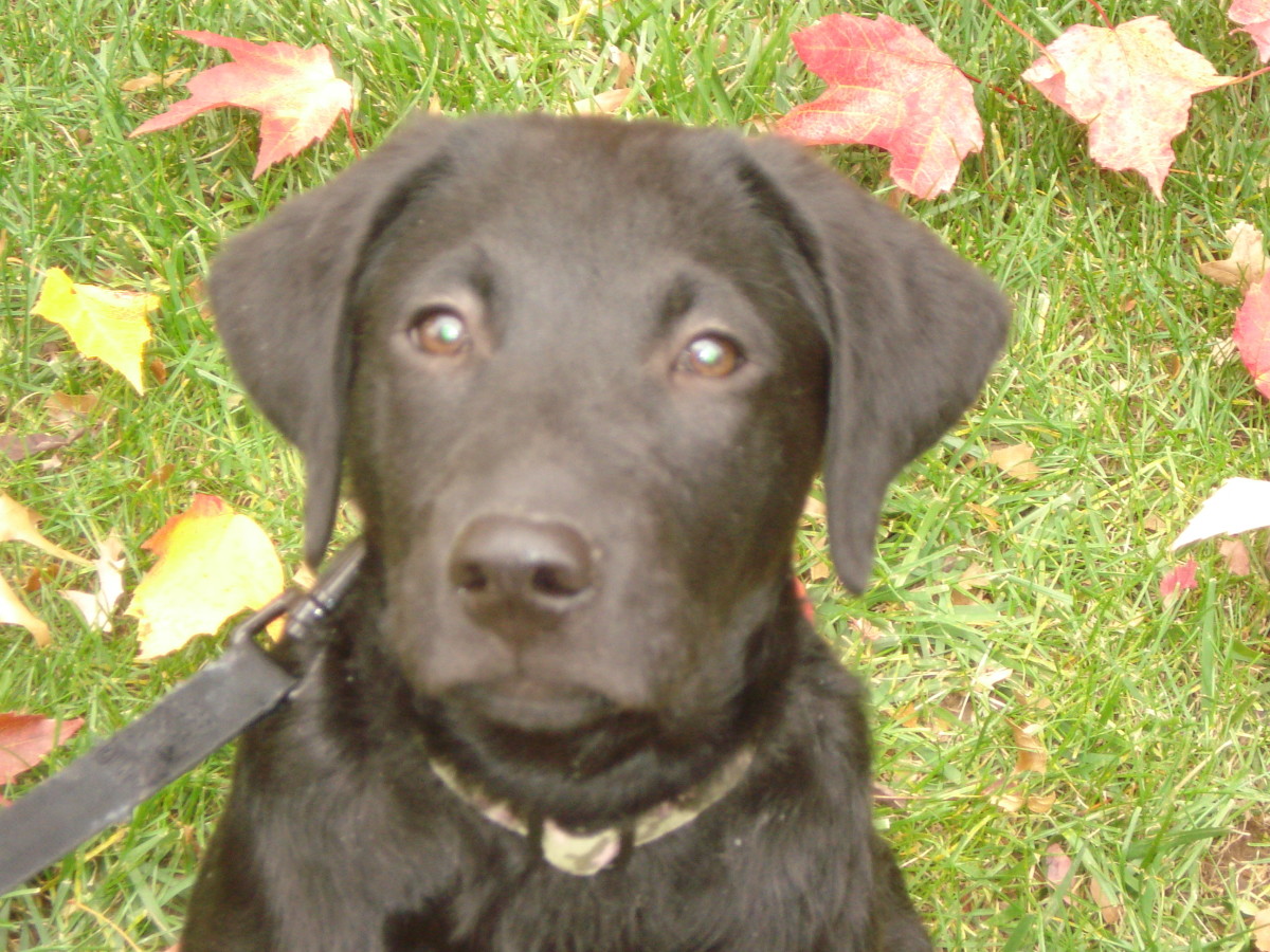 10 reasons why Labrador Retrievers make great family pets PetHelpful
