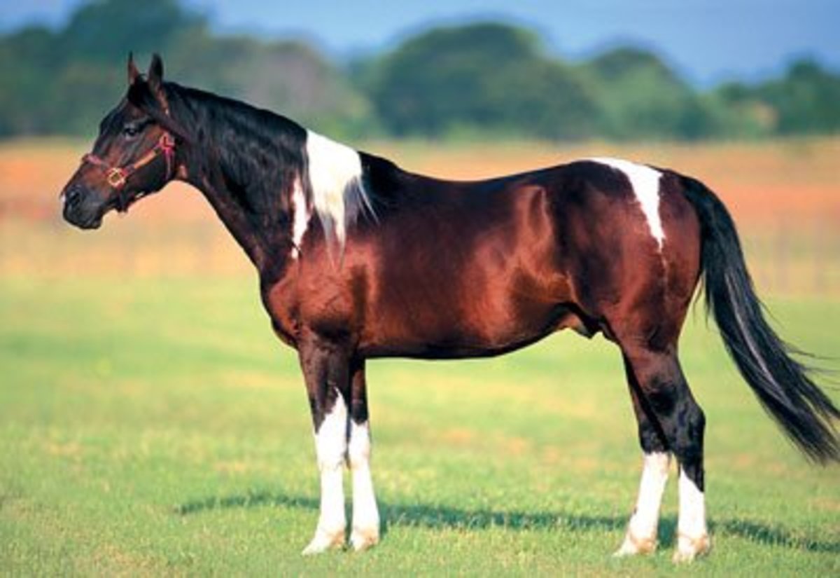 Horse of a Different Color? Part II hubpages