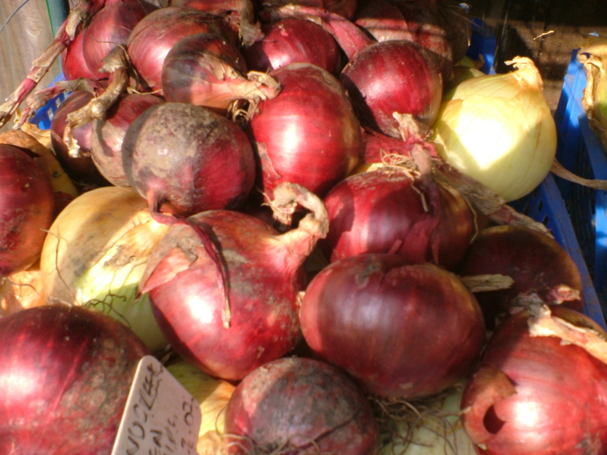 Grow Winter Onions Tips HubPages