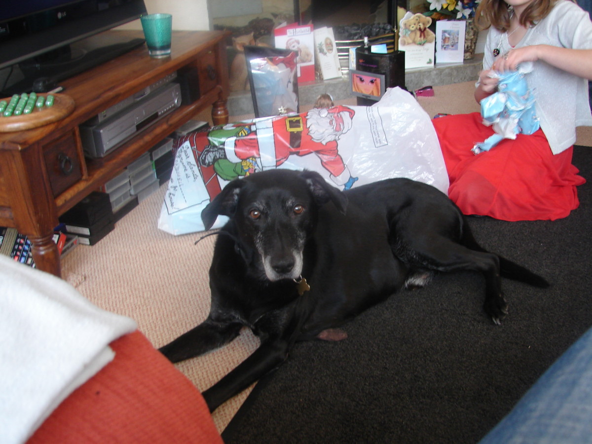 Removing a Skin Tag From a Dog PetHelpful