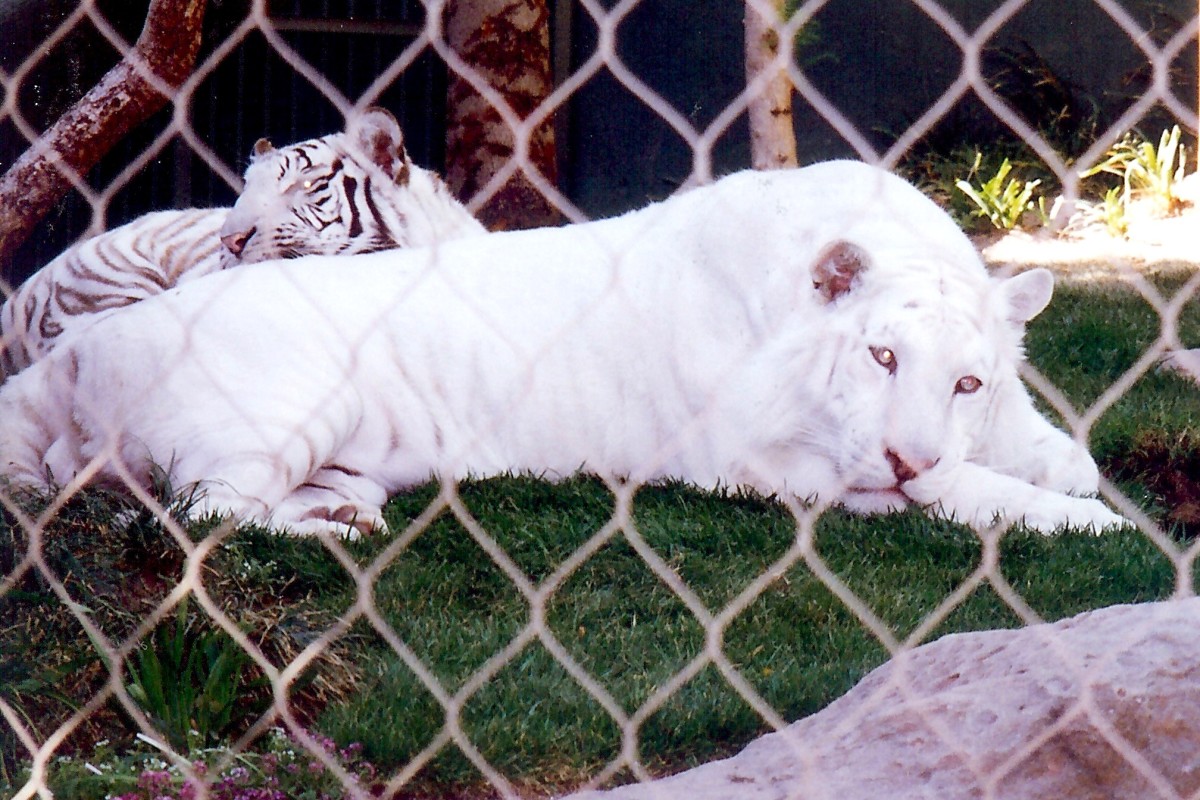 Secret Garden in Mirage Hotel White Tigers and Lions Las Vegas