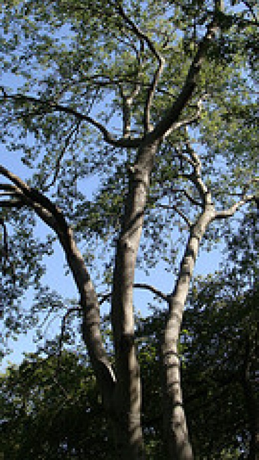 Hackberry Tree Facts hubpages