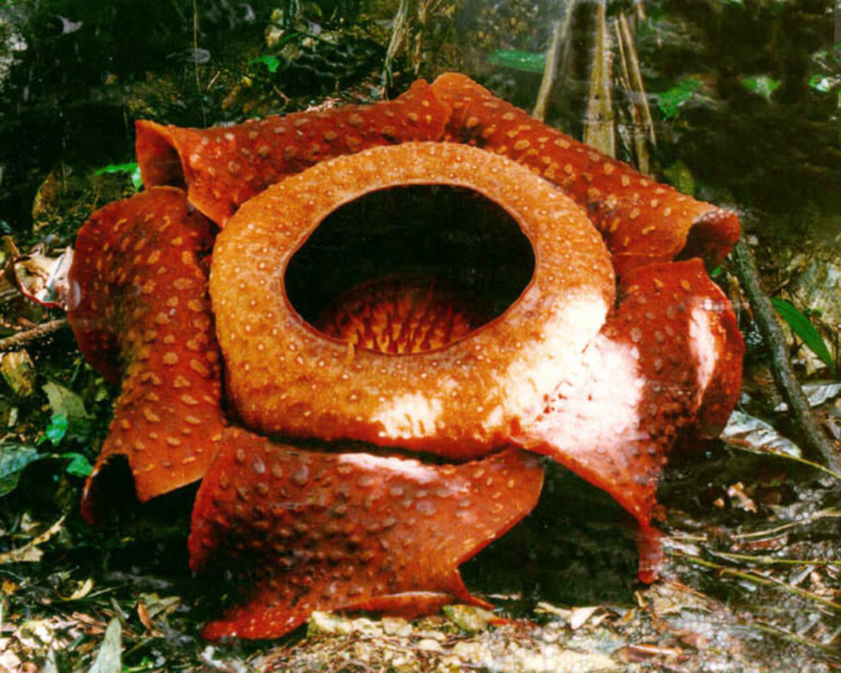 Rafflesia Queen of Parasites and the Biggest Flower on Earth HubPages