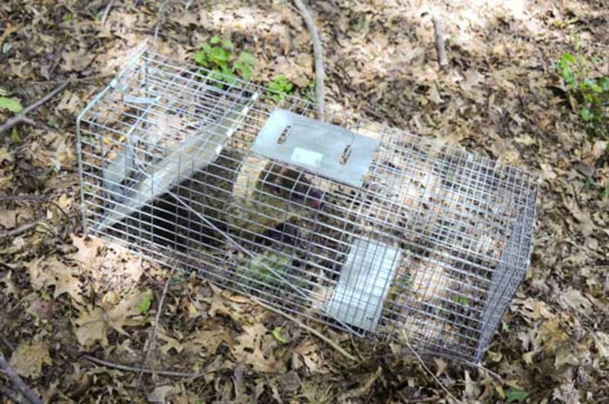 How to Safely Trap and Release Groundhogs, Possums, and Other Native Animals Dengarden