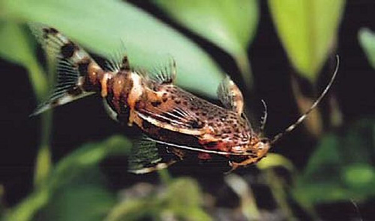 The Types of Synodontis Catfish A Species Guide PetHelpful