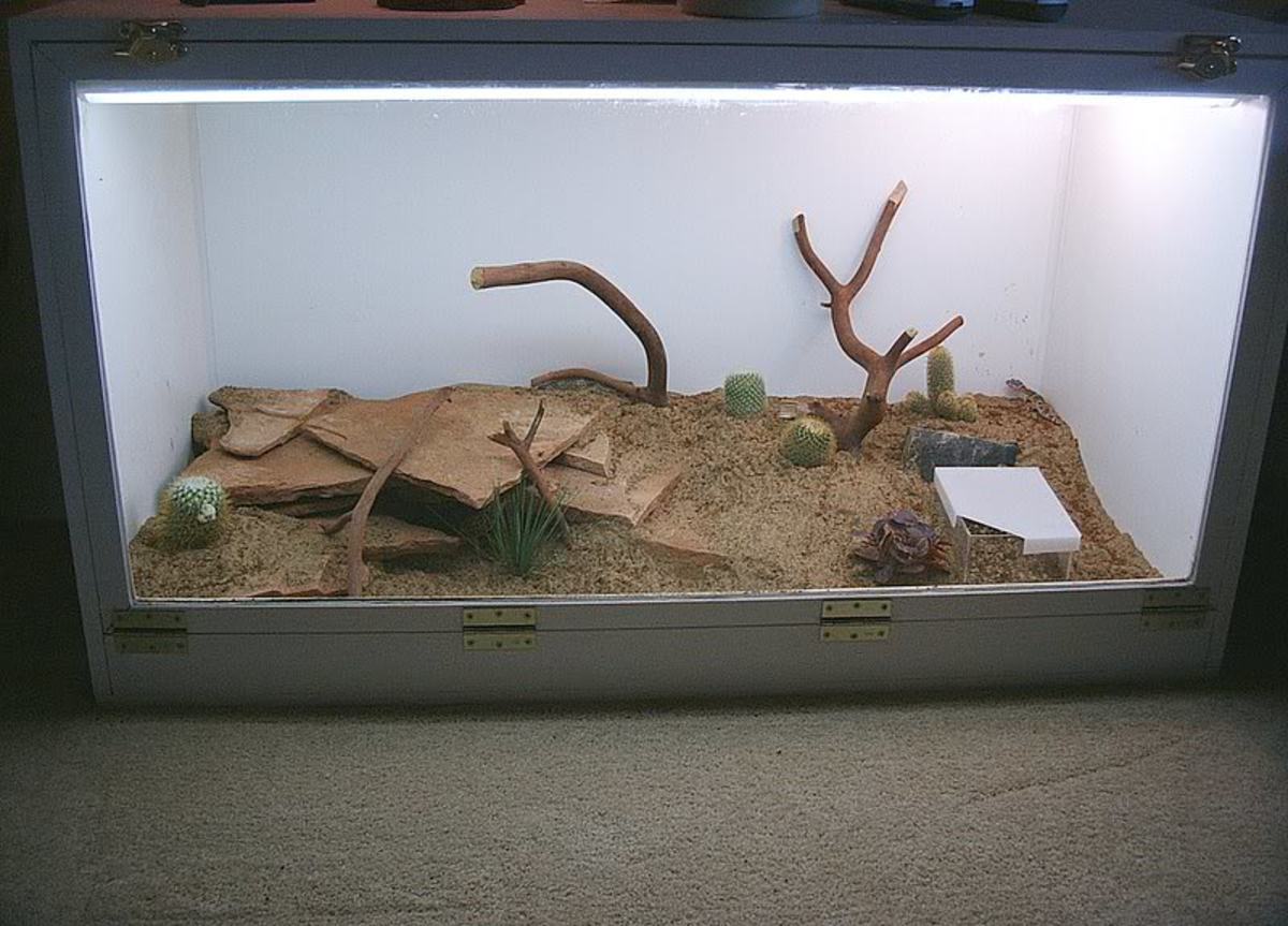 A Leopard Gecko Care SheetYour First Leopard Gecko Checklist HubPages