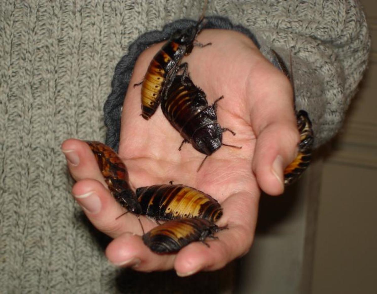 The Fascinating Truth About the World's Oldest Pests Cockroaches