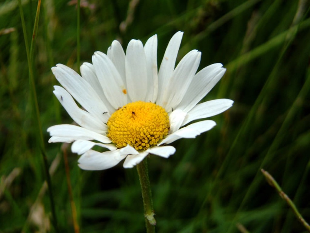 Those Complicated Latin Plant Names Explained HubPages