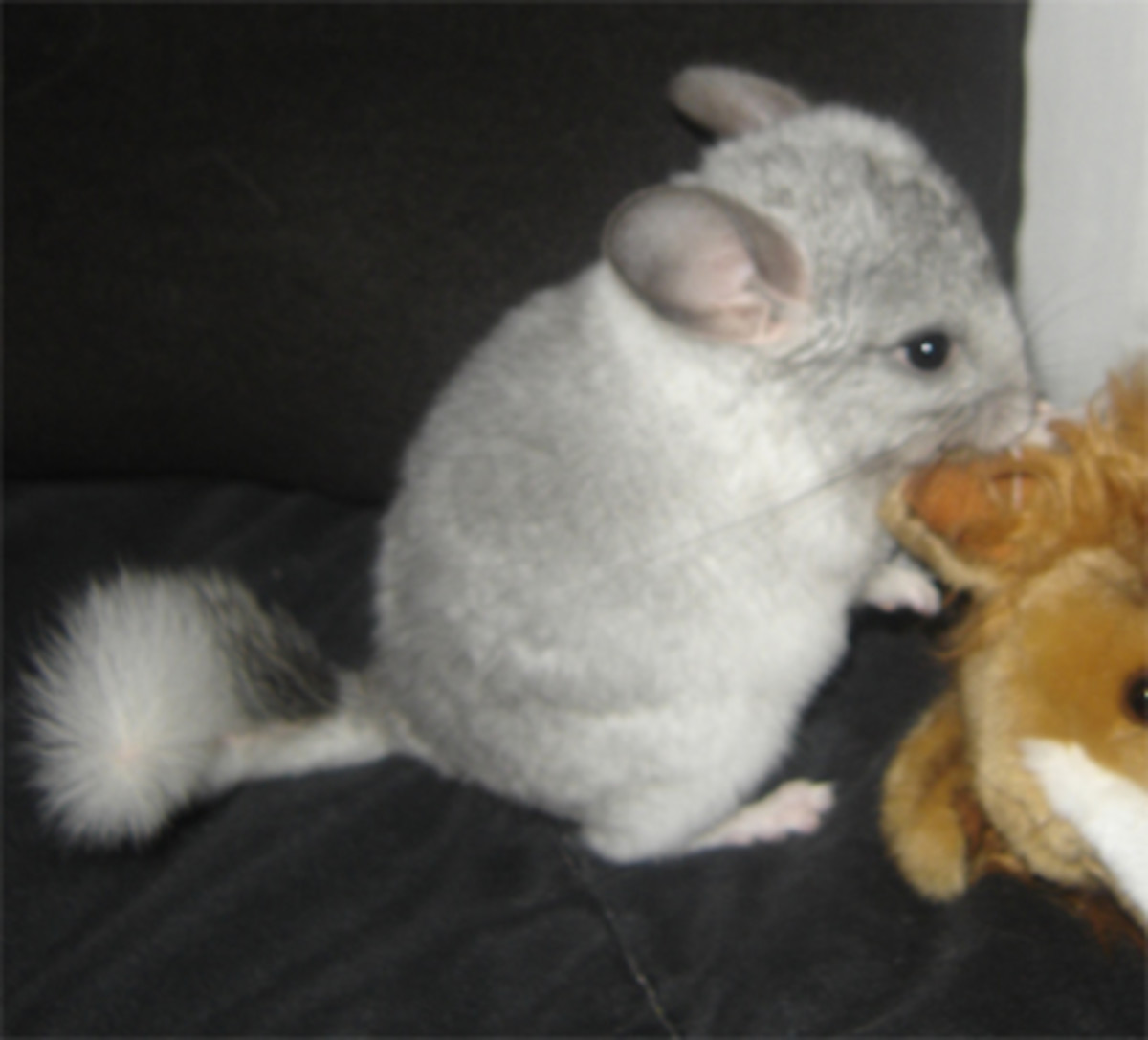 Chinchilla Health & First Aid HubPages