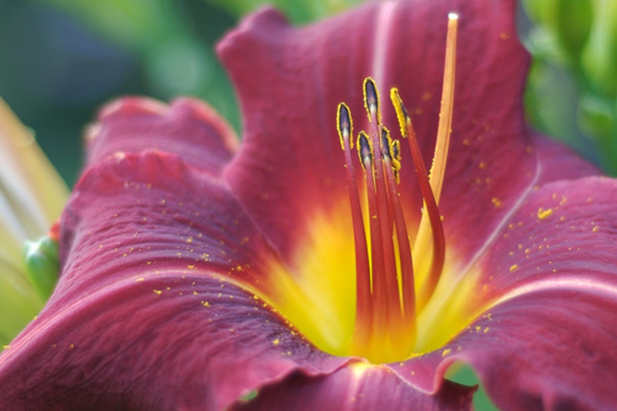 Edible Plants for Tortoises HubPages