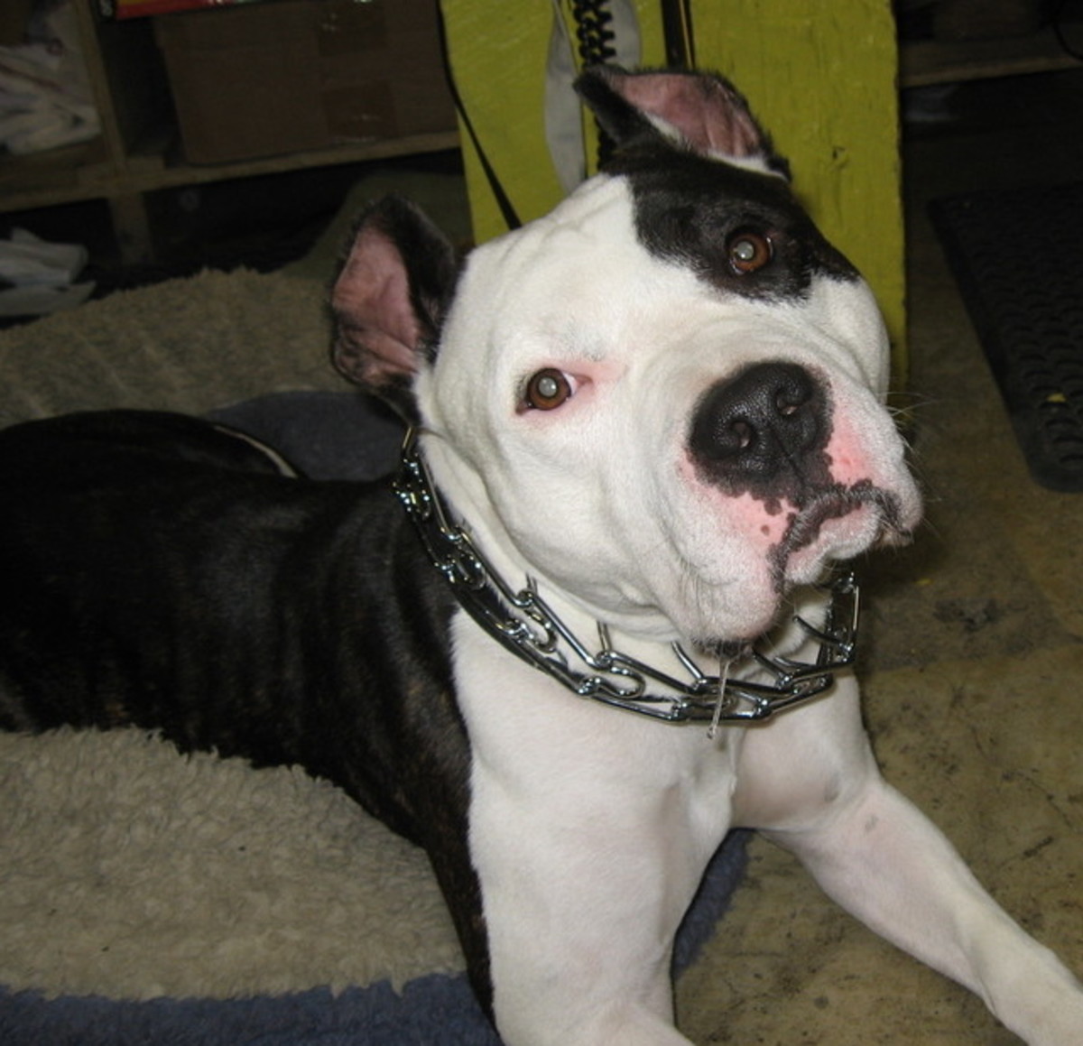Amazing American Bulldog With Ears Cropped The ultimate guide bulldogs