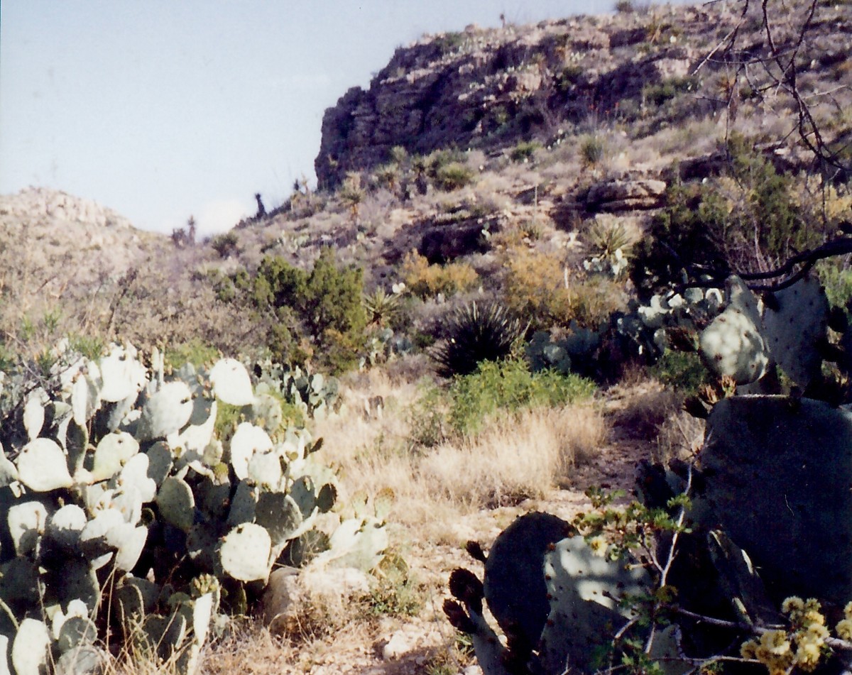 Carlsbad Caverns National Park in New Mexico What to See and Do