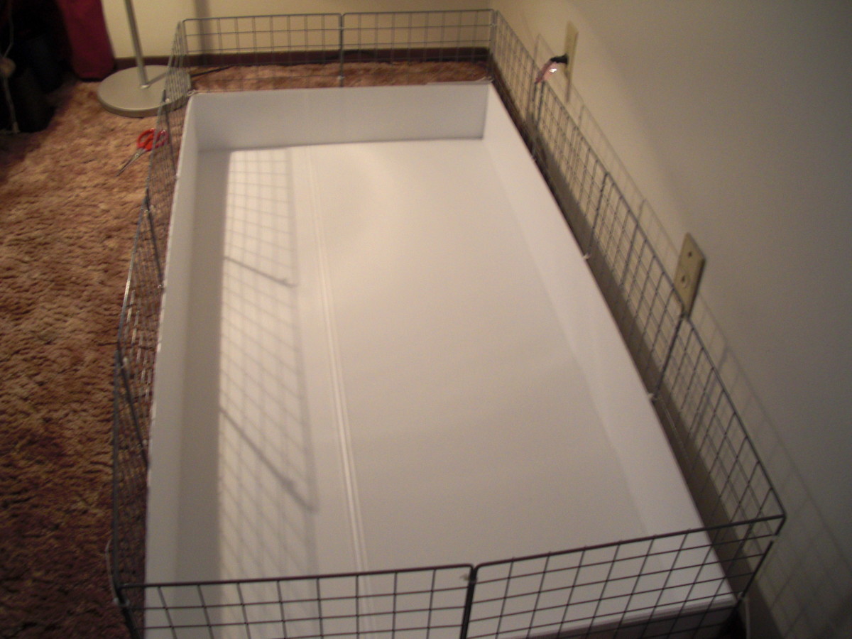 How to Build a C&C Guinea Pig Cage PetHelpful
