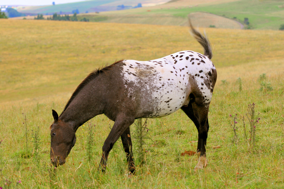 Spotted and Piebald Animals. HubPages