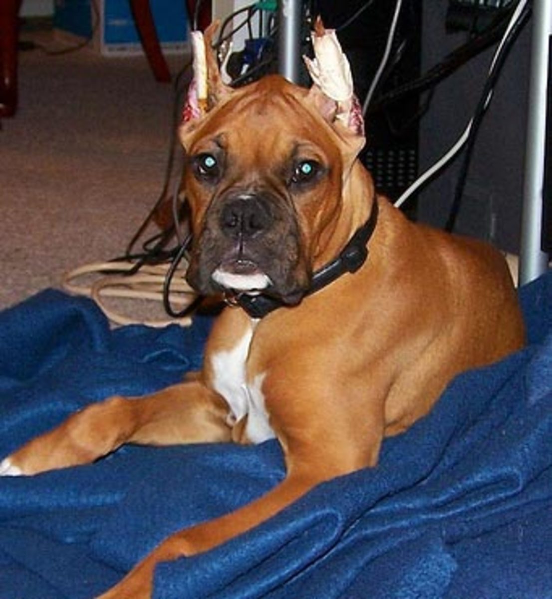 Plastic Surgery For Dogs Dog Ear Crop and Tail Dock