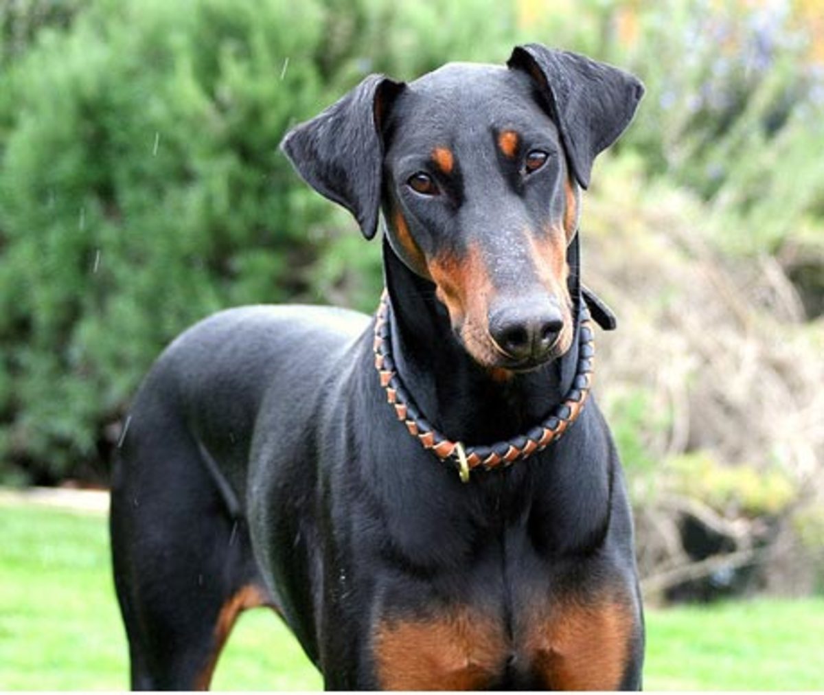 Plastic Surgery For Dogs Dog Ear Crop and Tail Dock