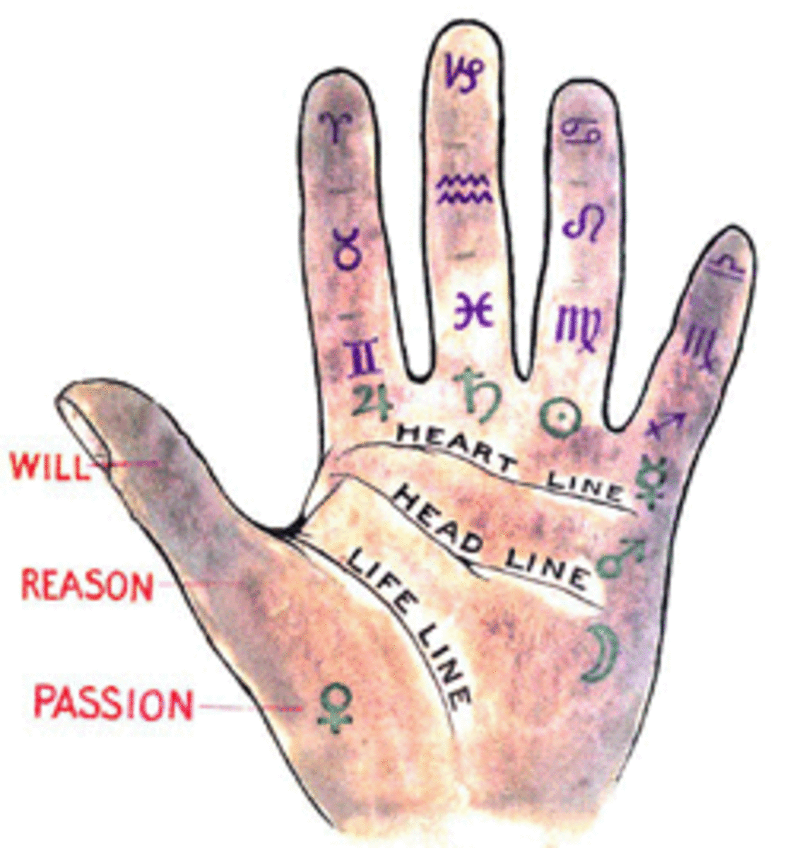 Palmistry....... An Insight Of this Art HubPages