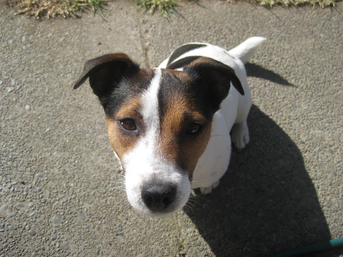 48 Common Health Problems Found in Jack Russell Terriers PetHelpful