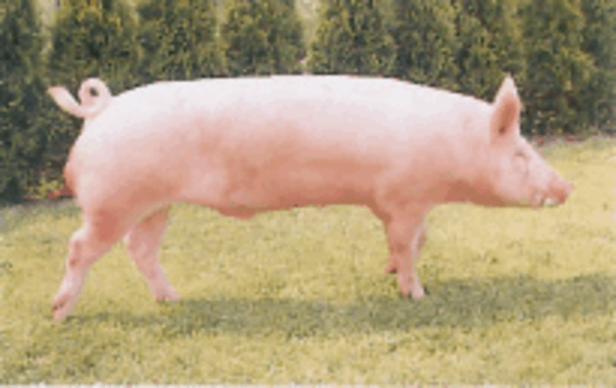 Swine Raising in the Philippines A Viable & Popular Source of