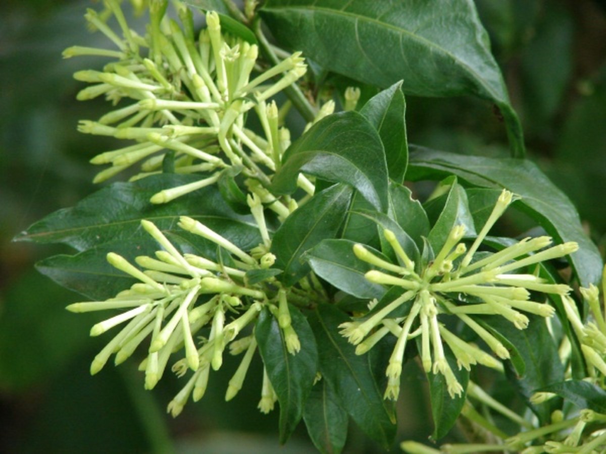 Cestrum Nocturnum (Dama de Noche) the world's strongest scented plant