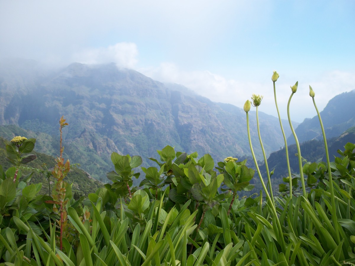 The Island of Madeira Fabulous Pictures of Flowers From Mountains to