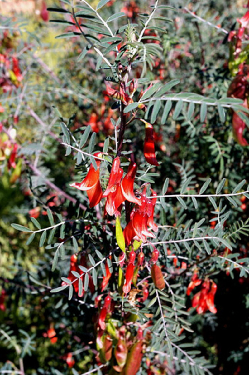 Cancer Bush A Plant You Should Know About hubpages