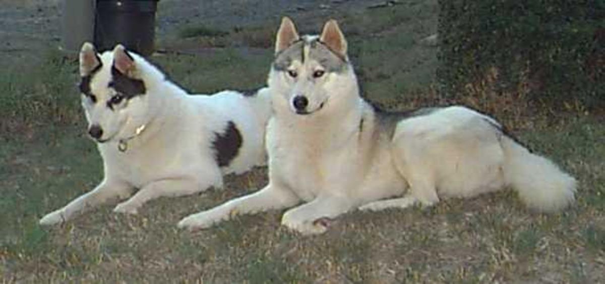 Colors of Siberian Huskies PetHelpful