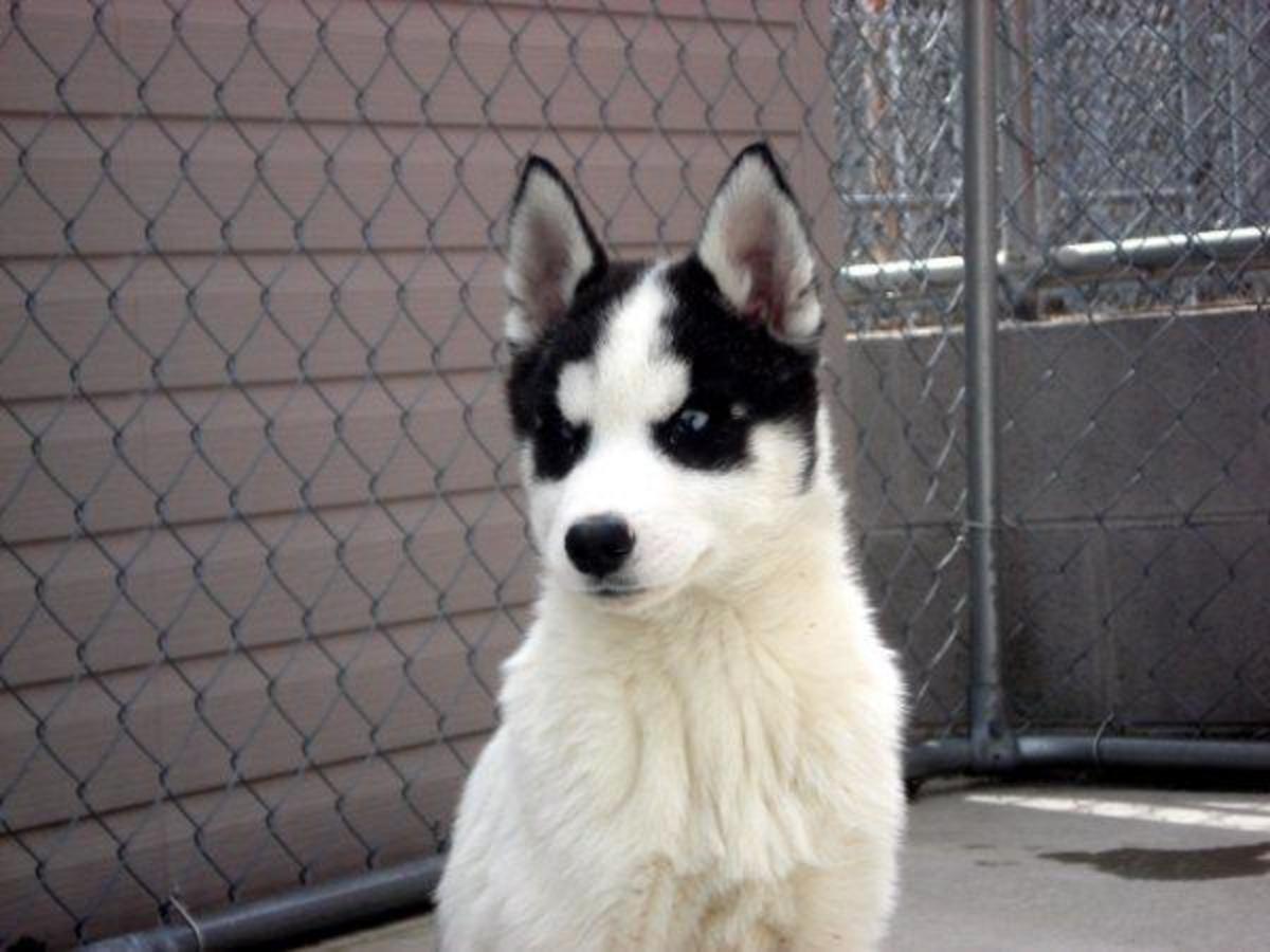 Colors of Siberian Huskies PetHelpful