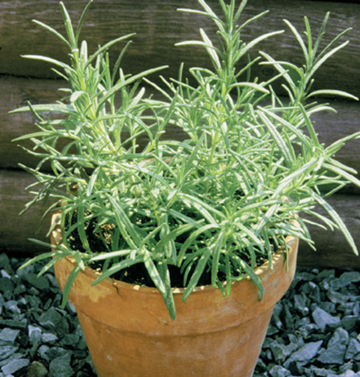 Top Five Best Tips About Growing Herbs in Pots Dengarden