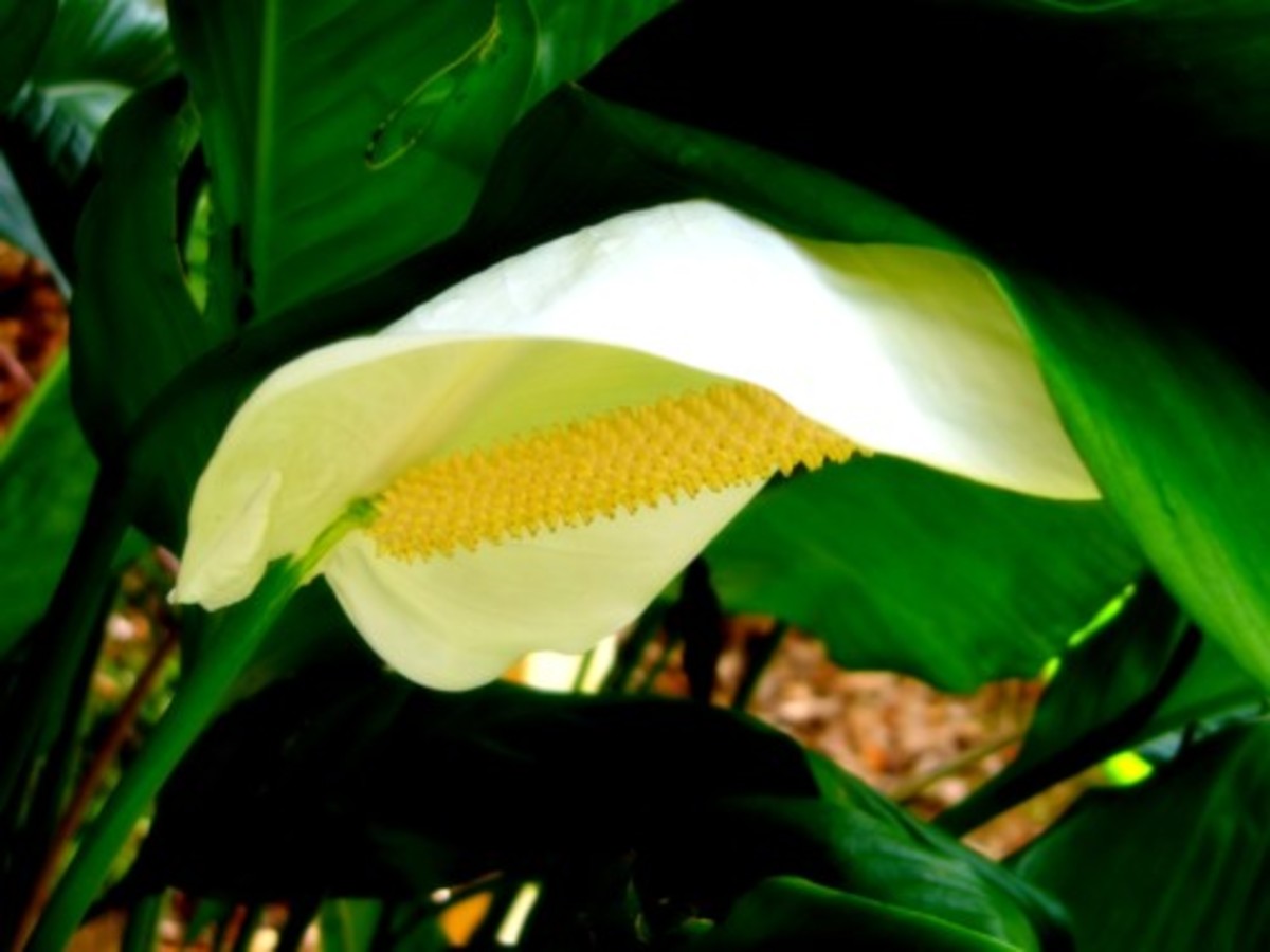 Lilies or a Lily can kill your cat within hours! hubpages