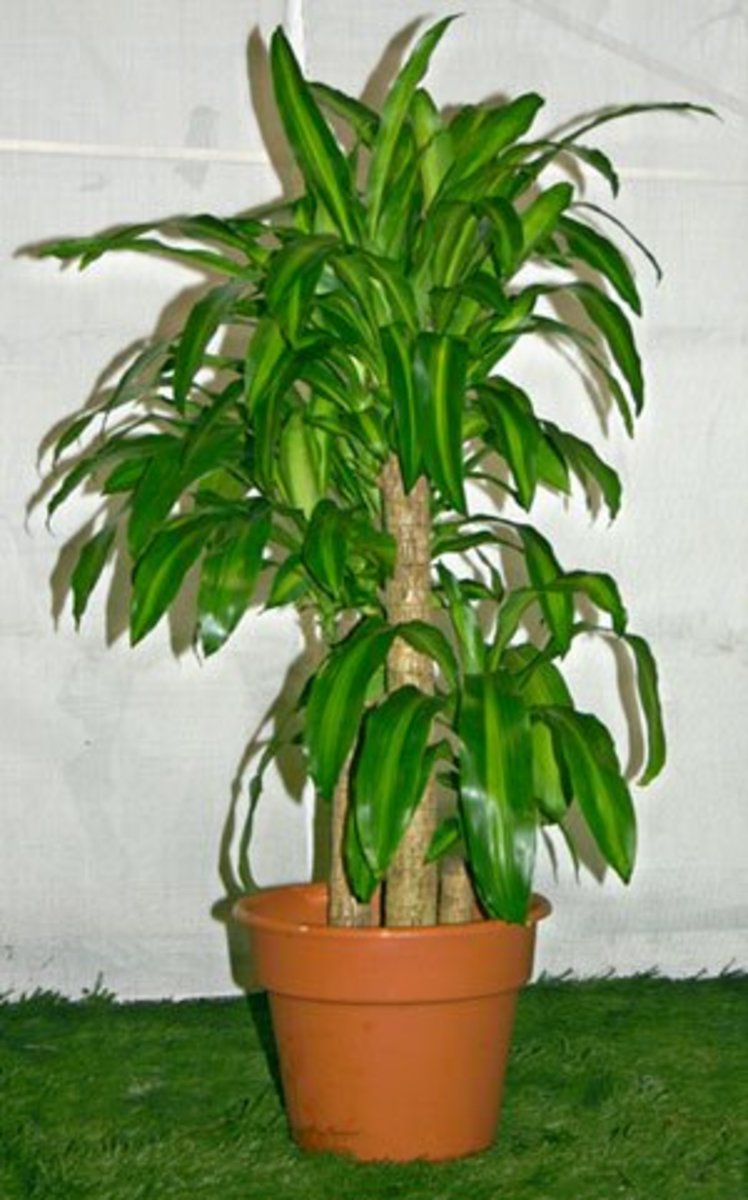 AZ List of Houseplants That Are Poisonous to Your Cats PetHelpful
