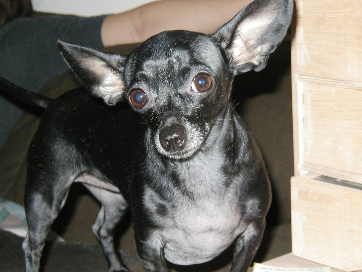 Chihuahua colors what are my choices? HubPages