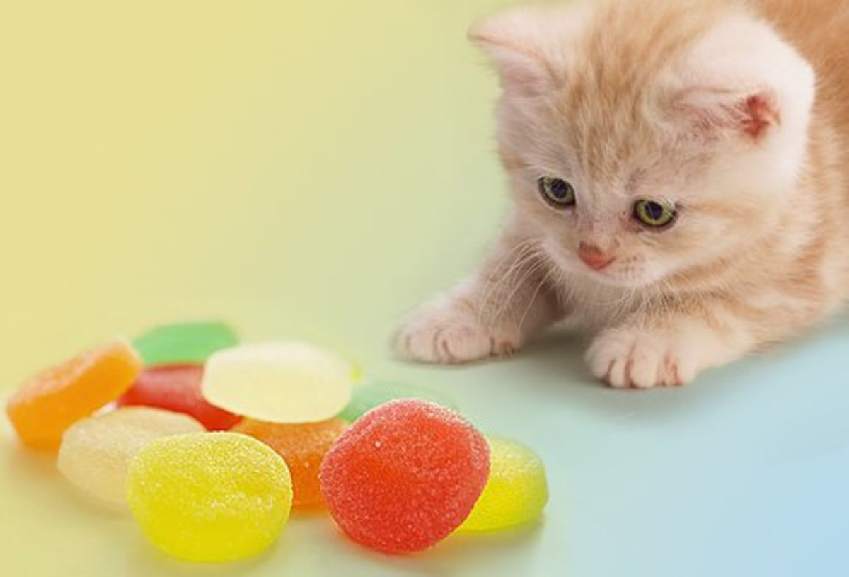 Toxic Foods What Your Cat Should Never Eat PetHelpful