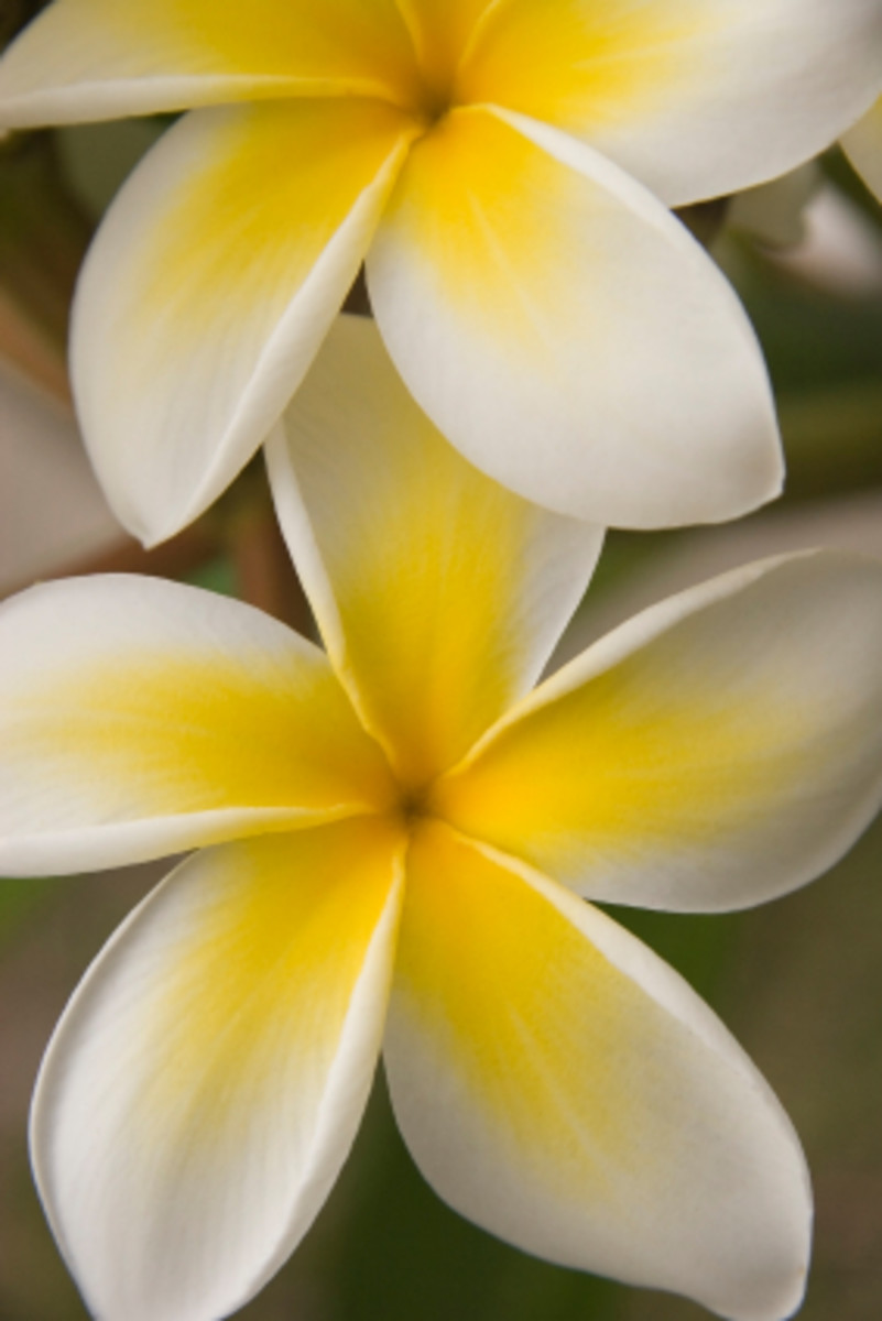 Hawaiian Flowers Beautiful And Exotic hubpages
